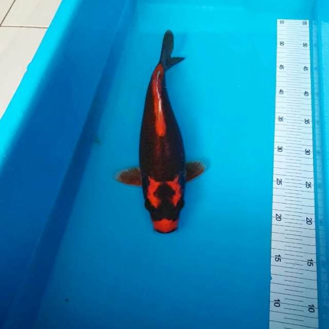 RED KABUTO