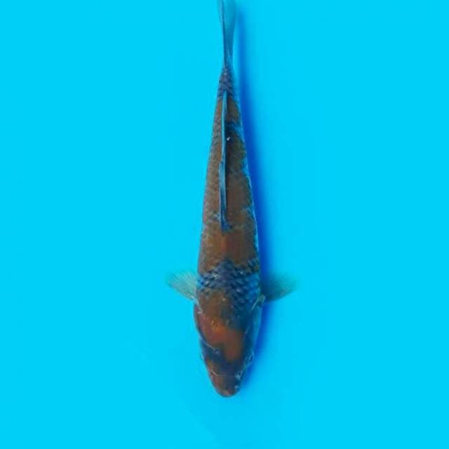 ND COLUMNUS 20CM