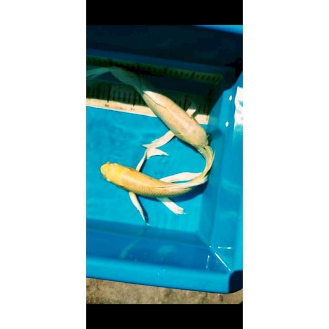 KUMPAY OGON SZ 34-35 CM