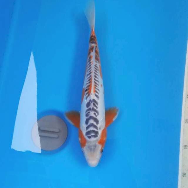 Shusui 32 cm