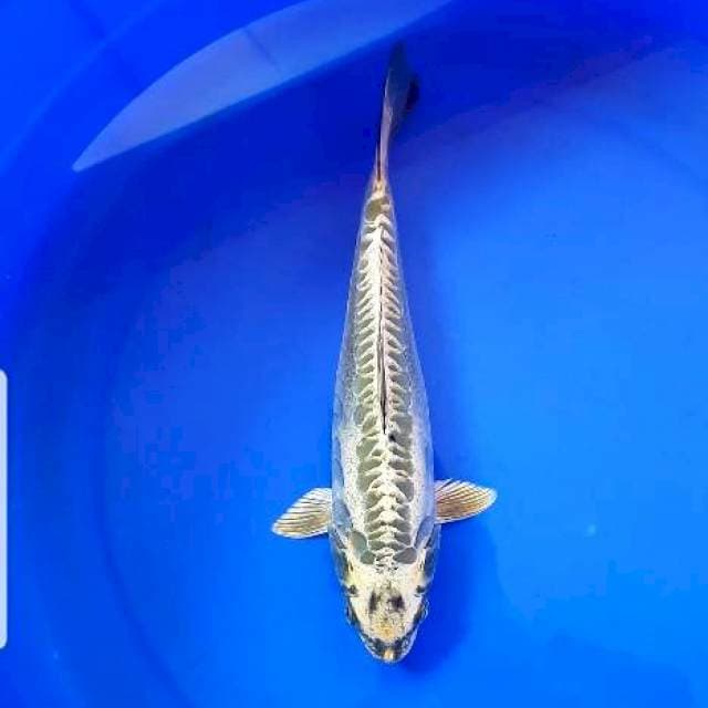 Antik 27 cm