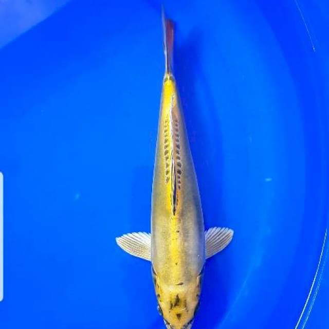 Antik 22 cm