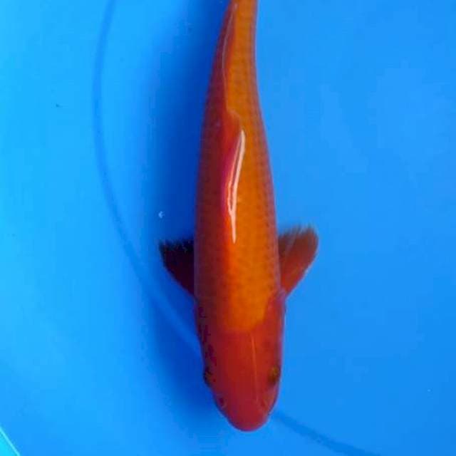 Beni goi