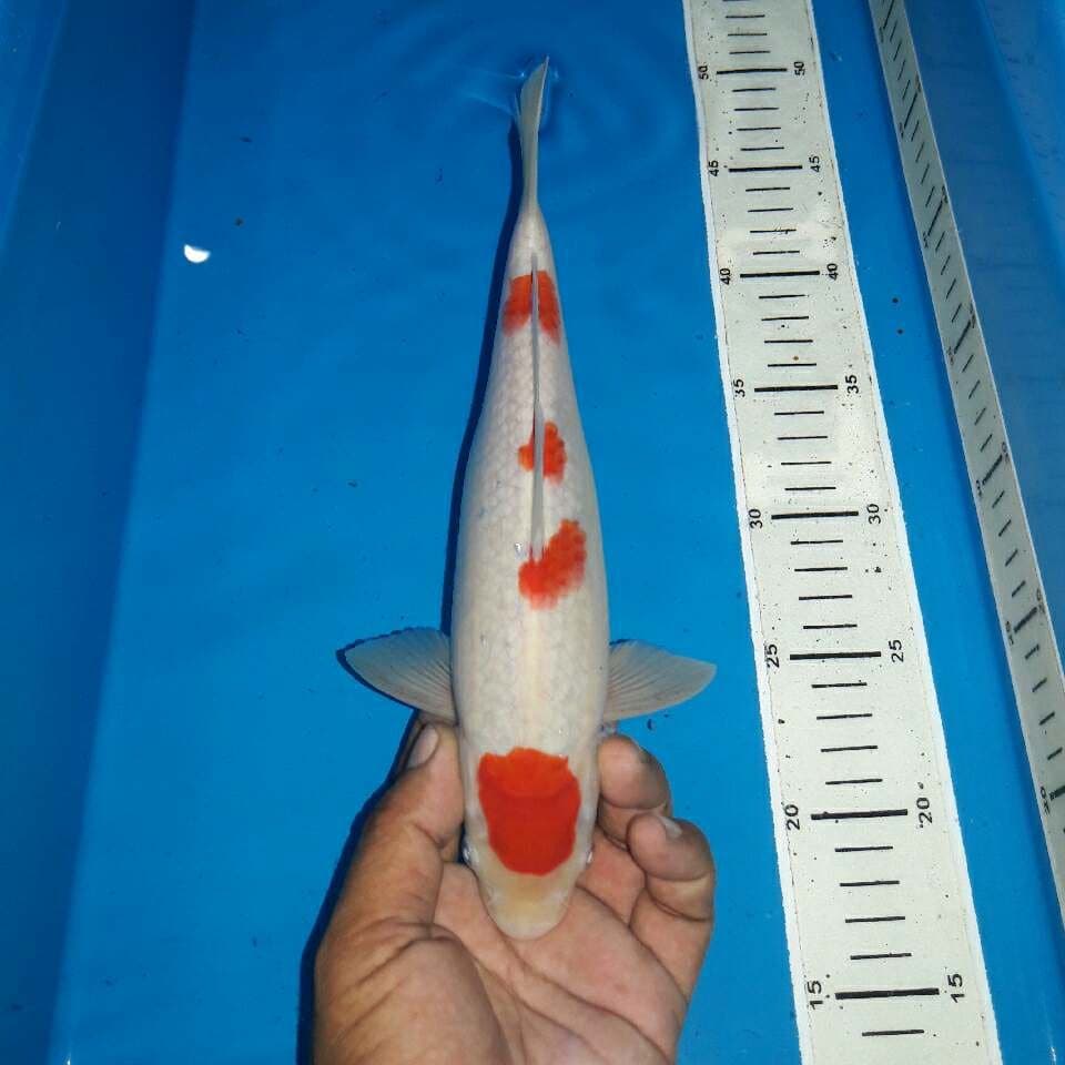 Kohaku