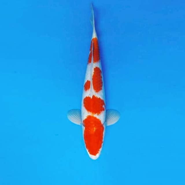 SATAN 16 ~ KOHAKU 4 STEPS ™