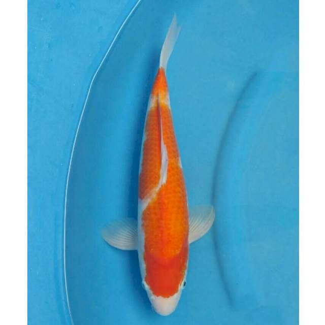 Okawa Kohaku