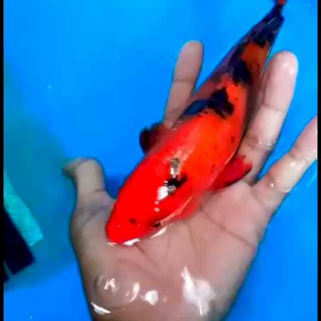 Hi utsuri 24 cm