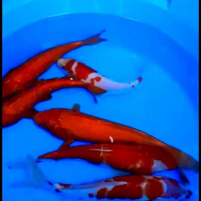 Mix kohaku size 25 30 cm