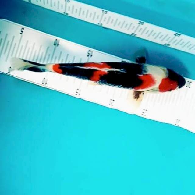 1. Showa || 25 cm