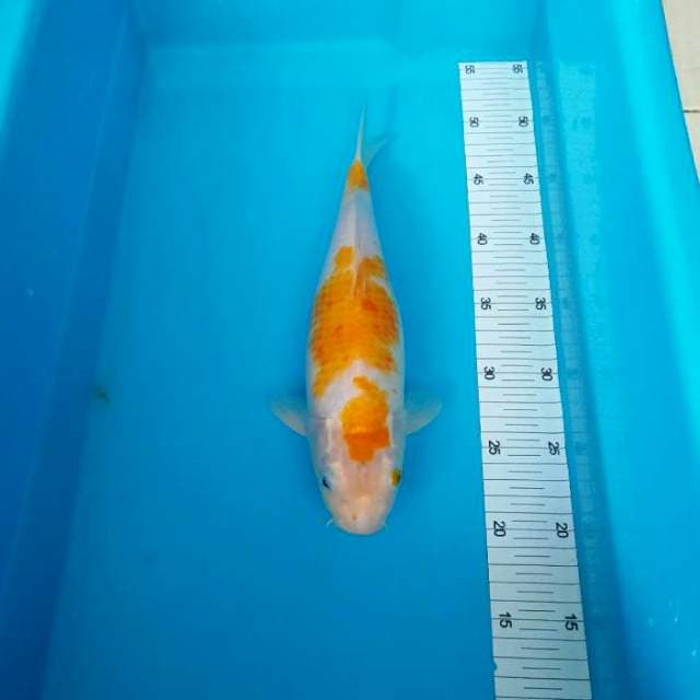 LIMITED KOHAKU KUNING