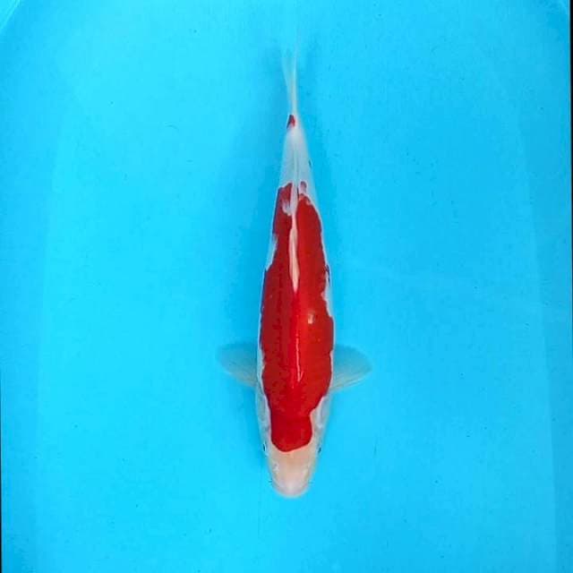 3. Kohaku || 38 cm