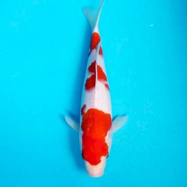 SANDAN KOHAKU 33 CM