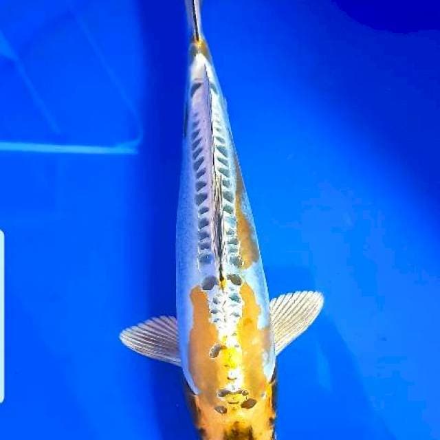 Kiko 26 cm