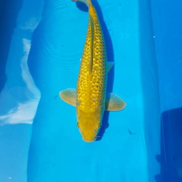Lelang Ulang Midorigoi Ginrin 45BU Male