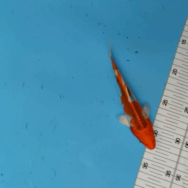 ND MINIMALIS 17CM