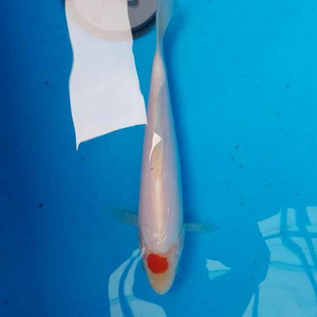 Tancho Kohaku F1 Momotaro
