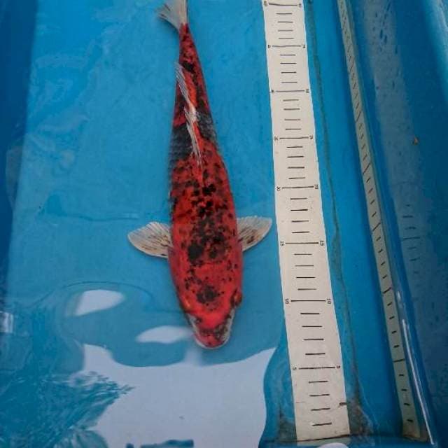 Kawari Goshiki 34cm