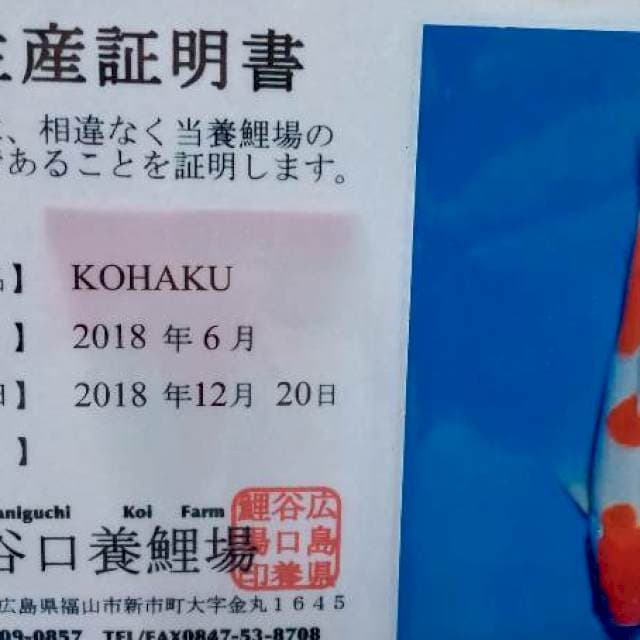 Kohaku import taniguchi farm