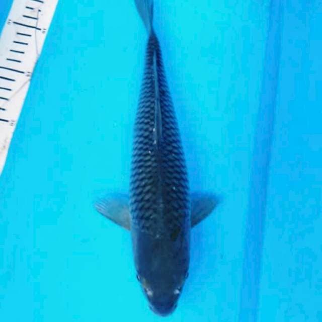 SORAGOI NET RAPI 32 cm