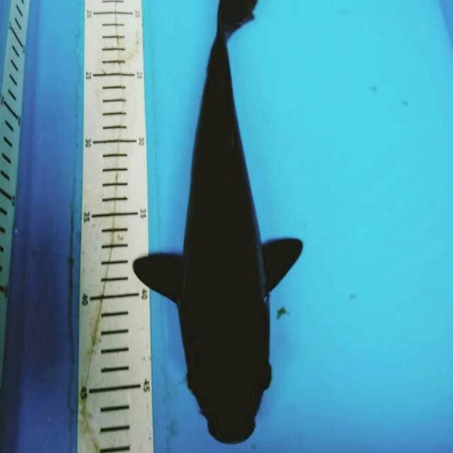 Black sweet 31cm