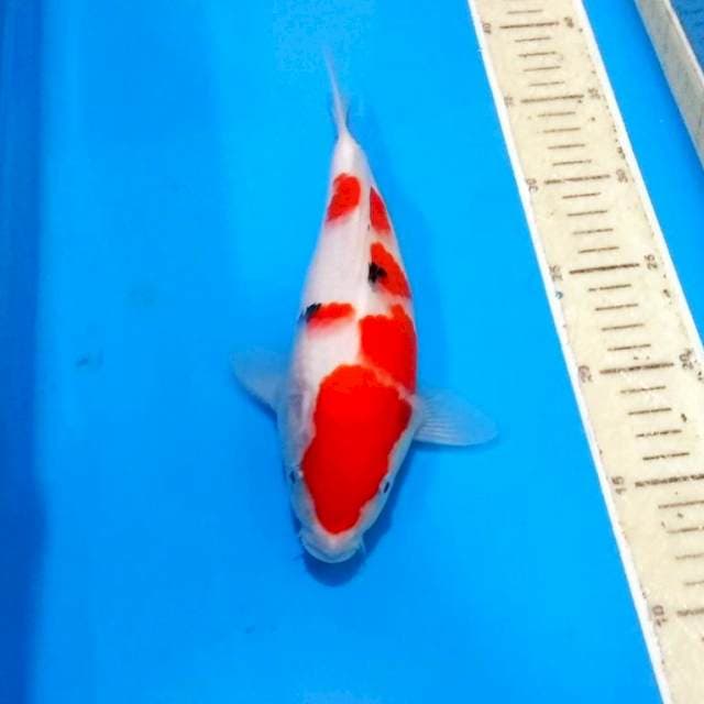 Bonsay sanke unik 23cm