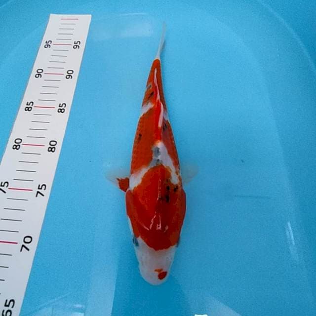 Sanke 32cm