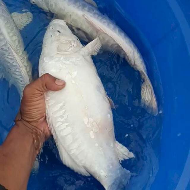 Plt aragoke punuk body torpedo 35 cm male