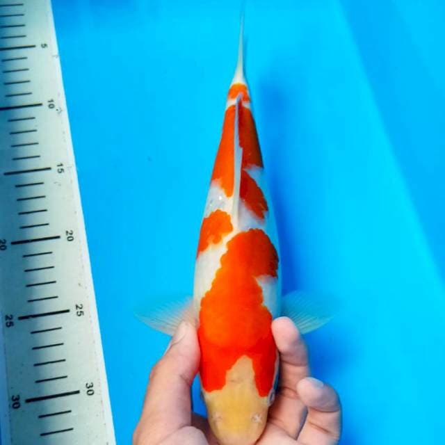 Kohaku