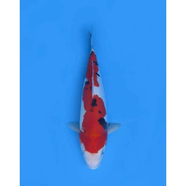 Doitsu Super Red - 40cm Female