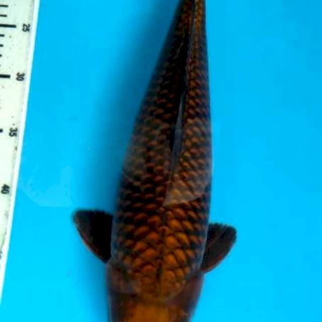 Cagoi tembaga punuk