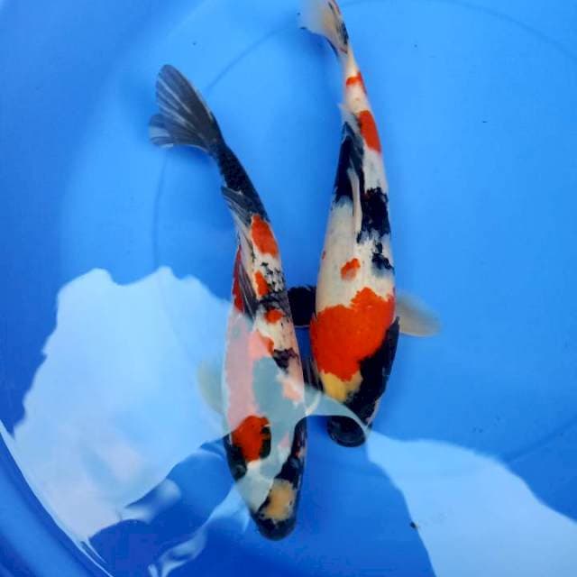 SHOWA 2 EKOR 36CM