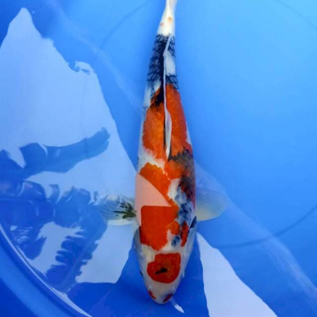 Showa 50cm