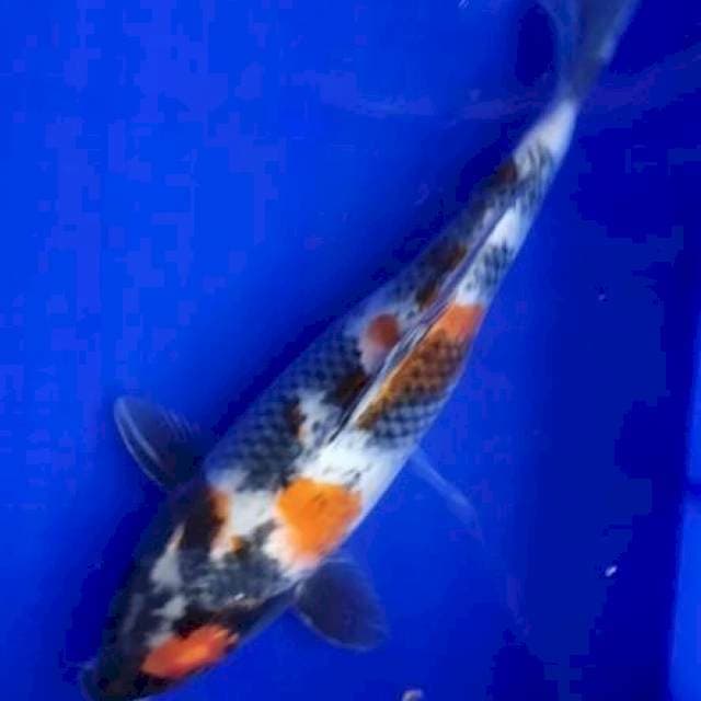 Ginshowa39cm