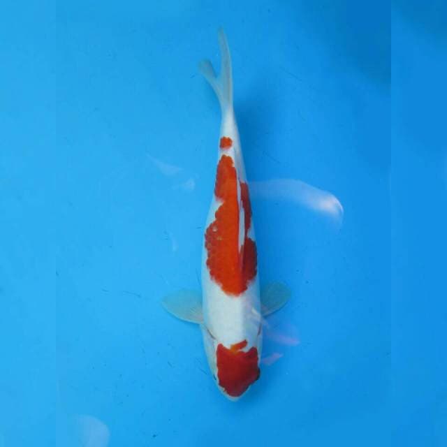 Maruten Kohaku