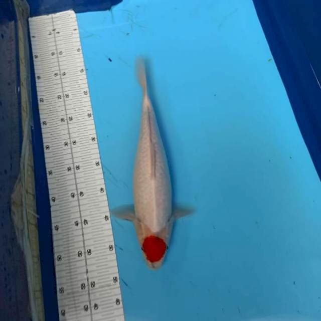 ND MALE ORI 42CM