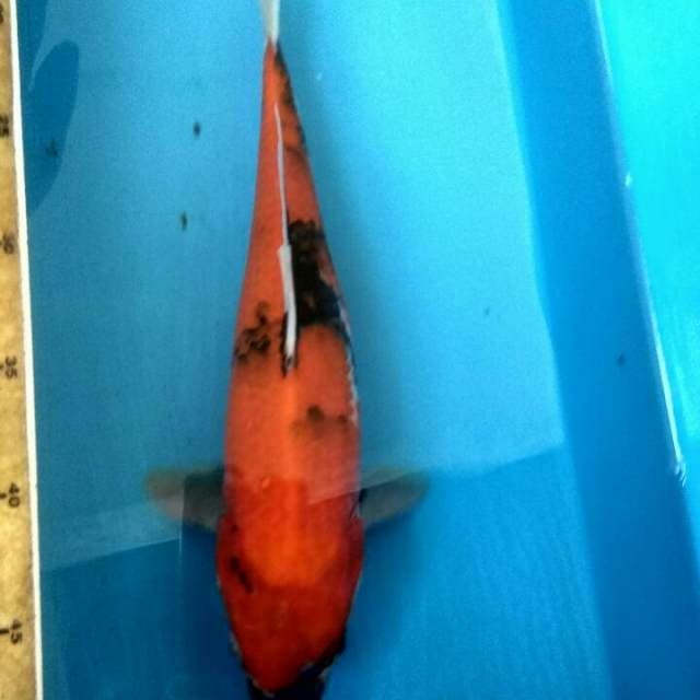 Showa 33cm