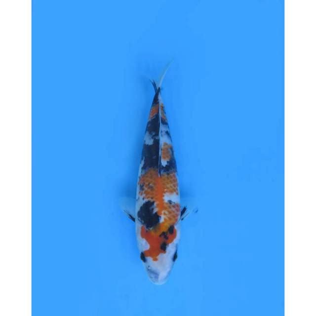 Showa Tategoi 7 bulan - 29cm Female
