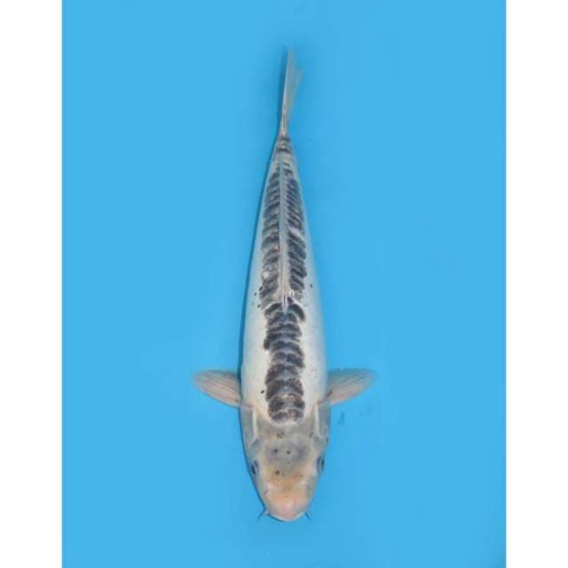 Shusui Jumbo - 40cm Male
