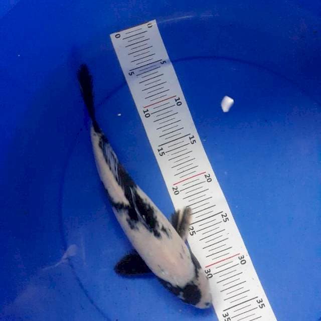 Shiro 30 cm