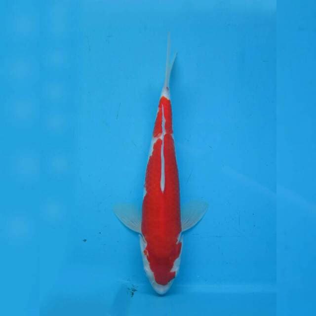 Omoyo Kohaku