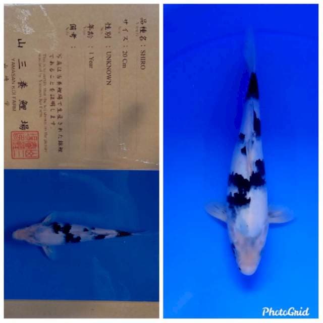 Shiro import yamasan farm