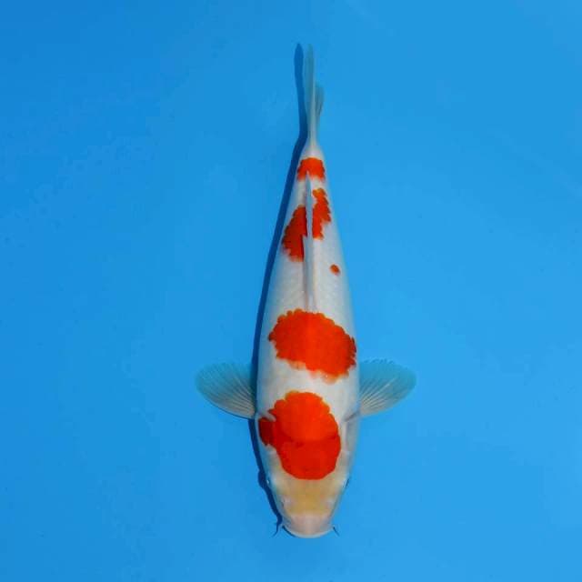 KOHAKU F1 FEMALE 31 CM