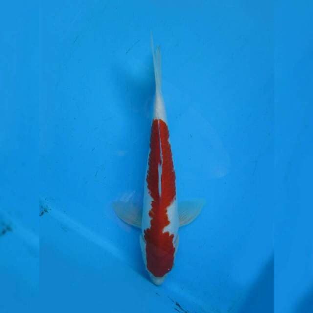 Omoyo Kohaku