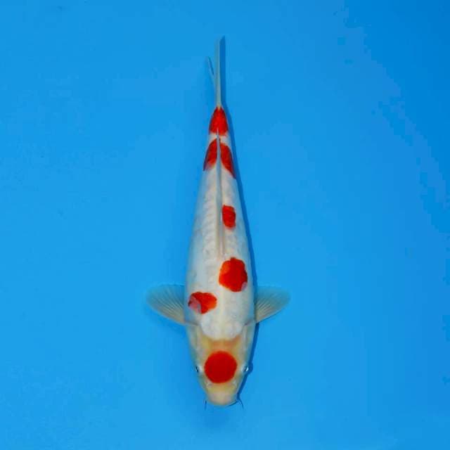 MARUTEN KOHAKU MALE 28 CM