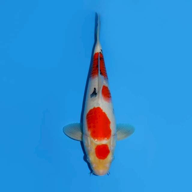 MARUTEN SANKE MALE 31 CM