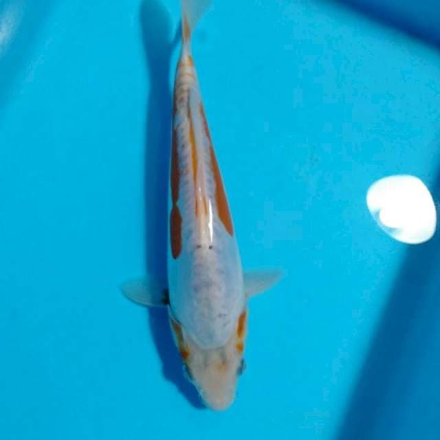 Kosui