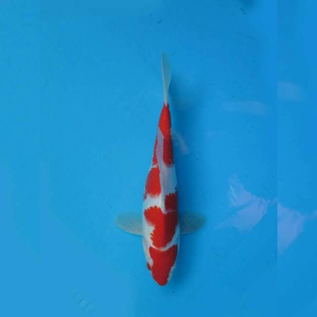 Yondan Kohaku