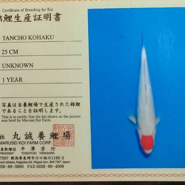 Tancho kohaku marusei farm