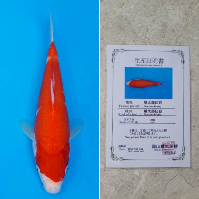 Momotaro kohaku 25cm sertifikat