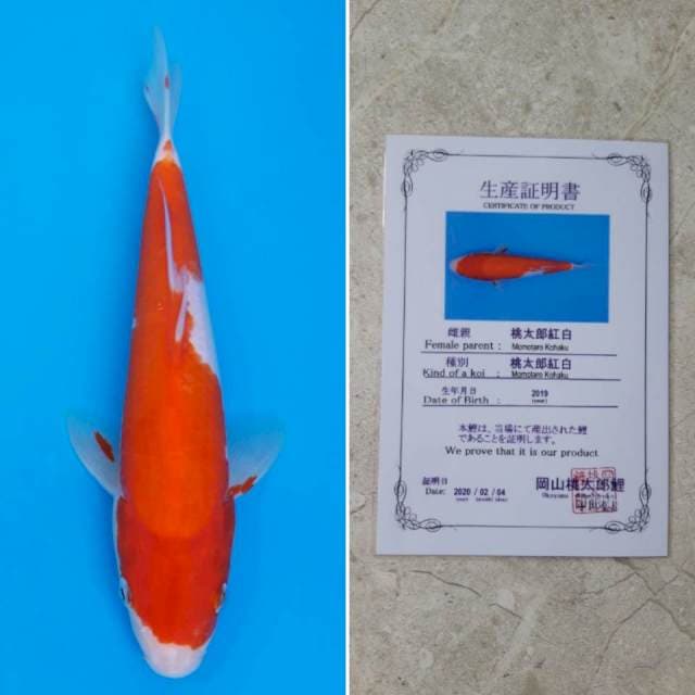 Momotaro kohaku 28cm sertifikat